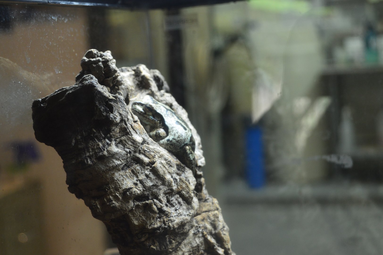 Amphibian Conservation Center - Masked Tree Frog