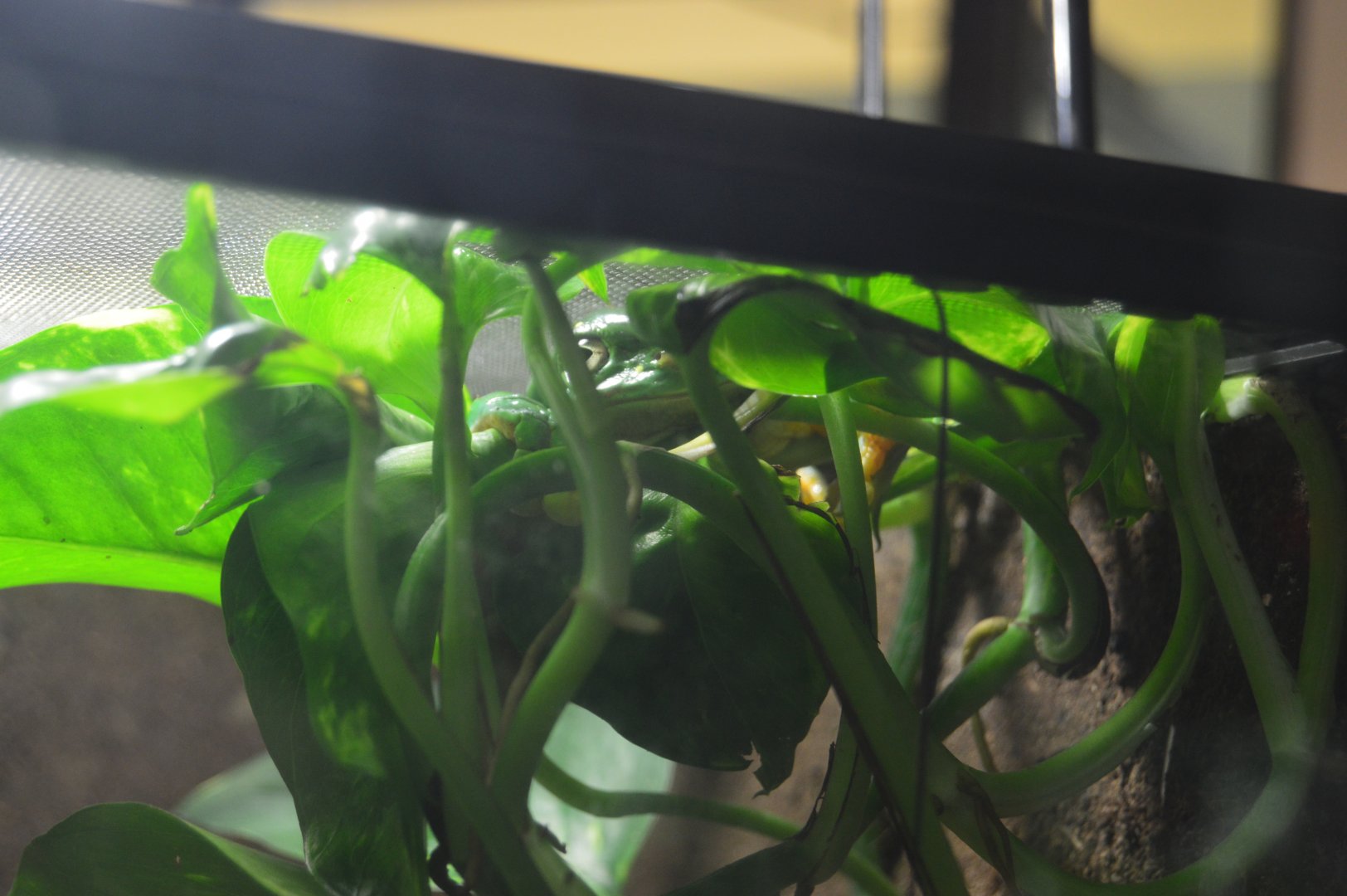 Amphibian Conservation Center - Splendid Tree Frog