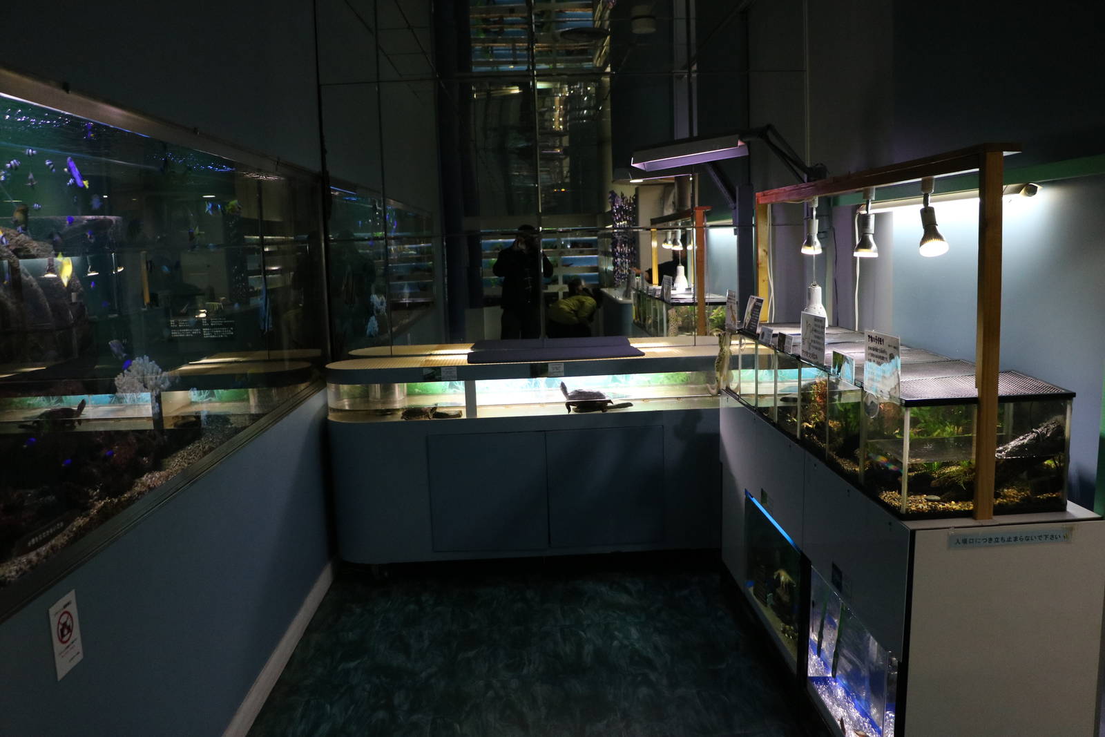 Amphibian corner - Tokyo Tower Aquarium, February 2016