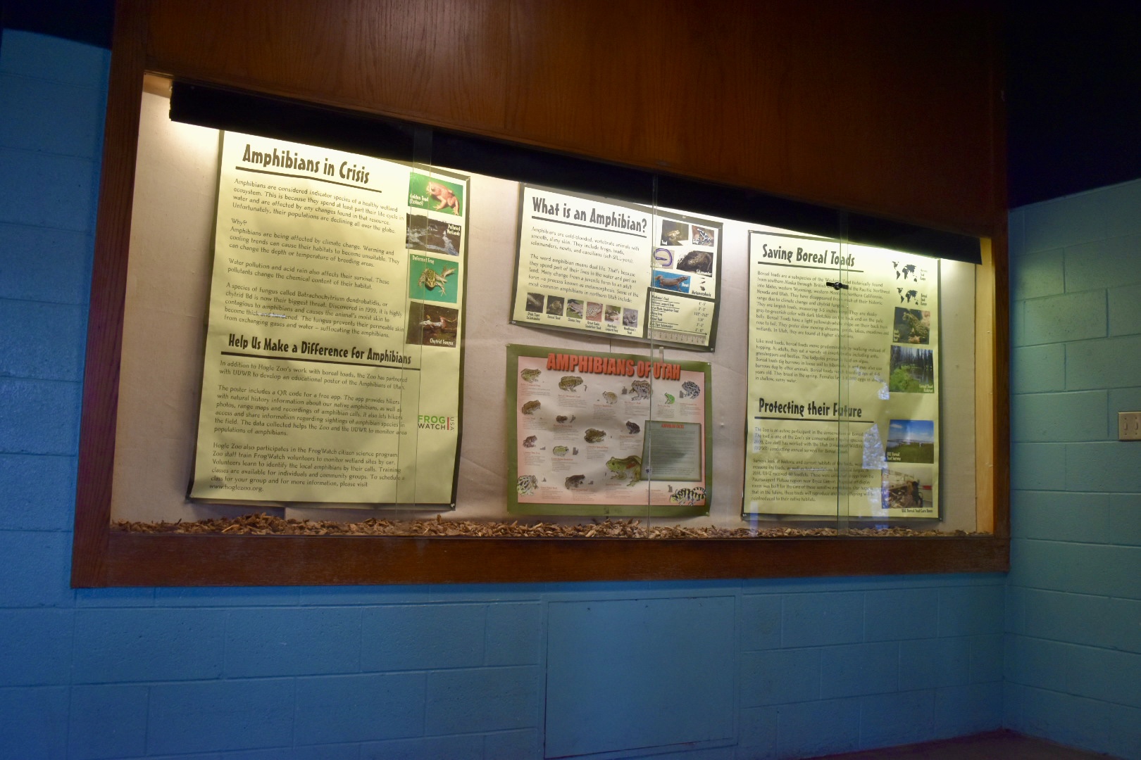 Amphibian Display - Temperate Zone - Small Animal Building