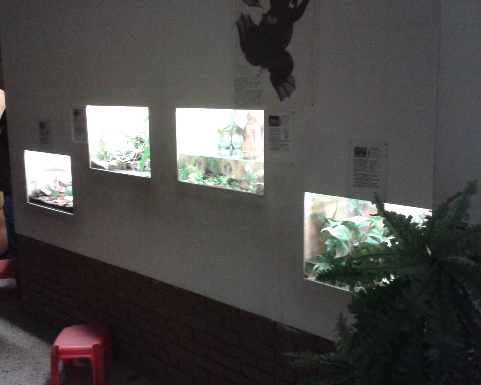 Amphibian-enclosures