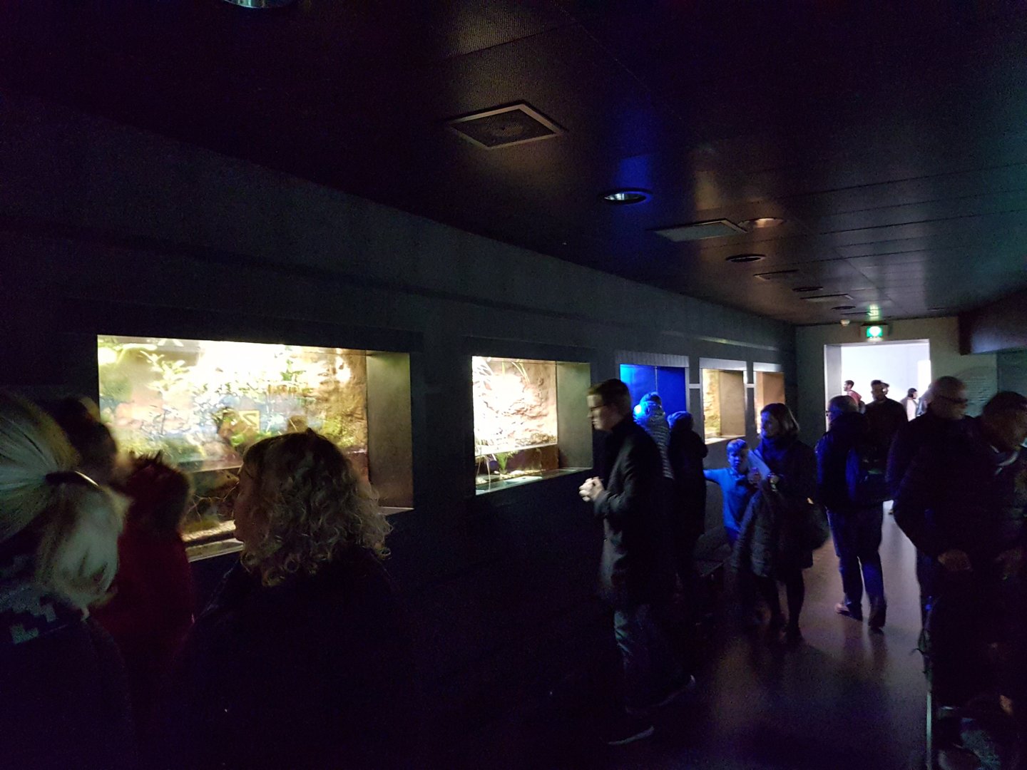 Amphibian-enclosures