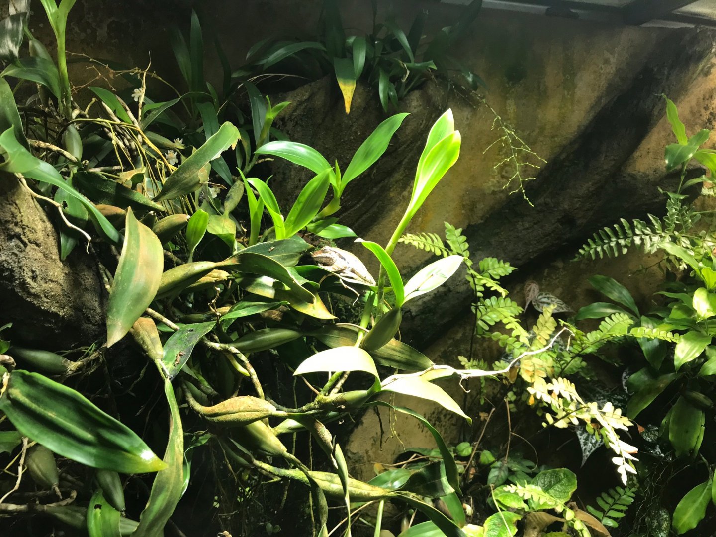 Amphibian exhibit 270118