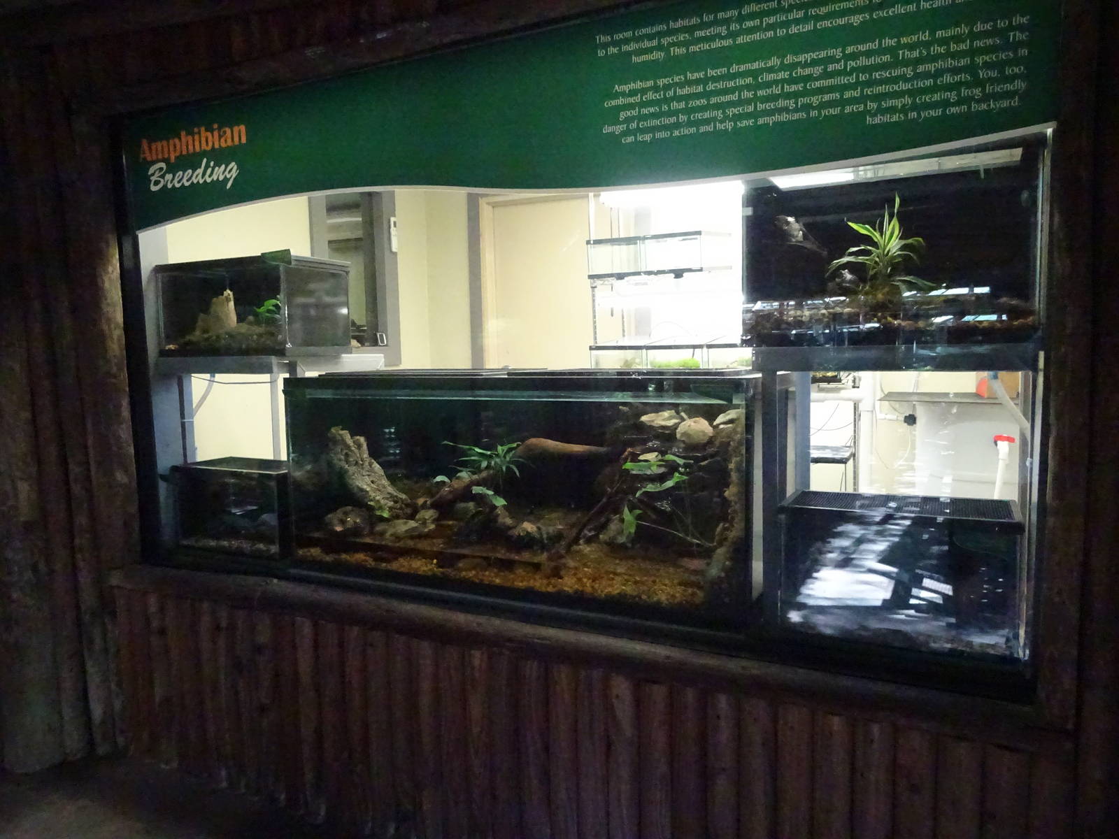 Amphibian Exhibits at Busch Gardens Tampa