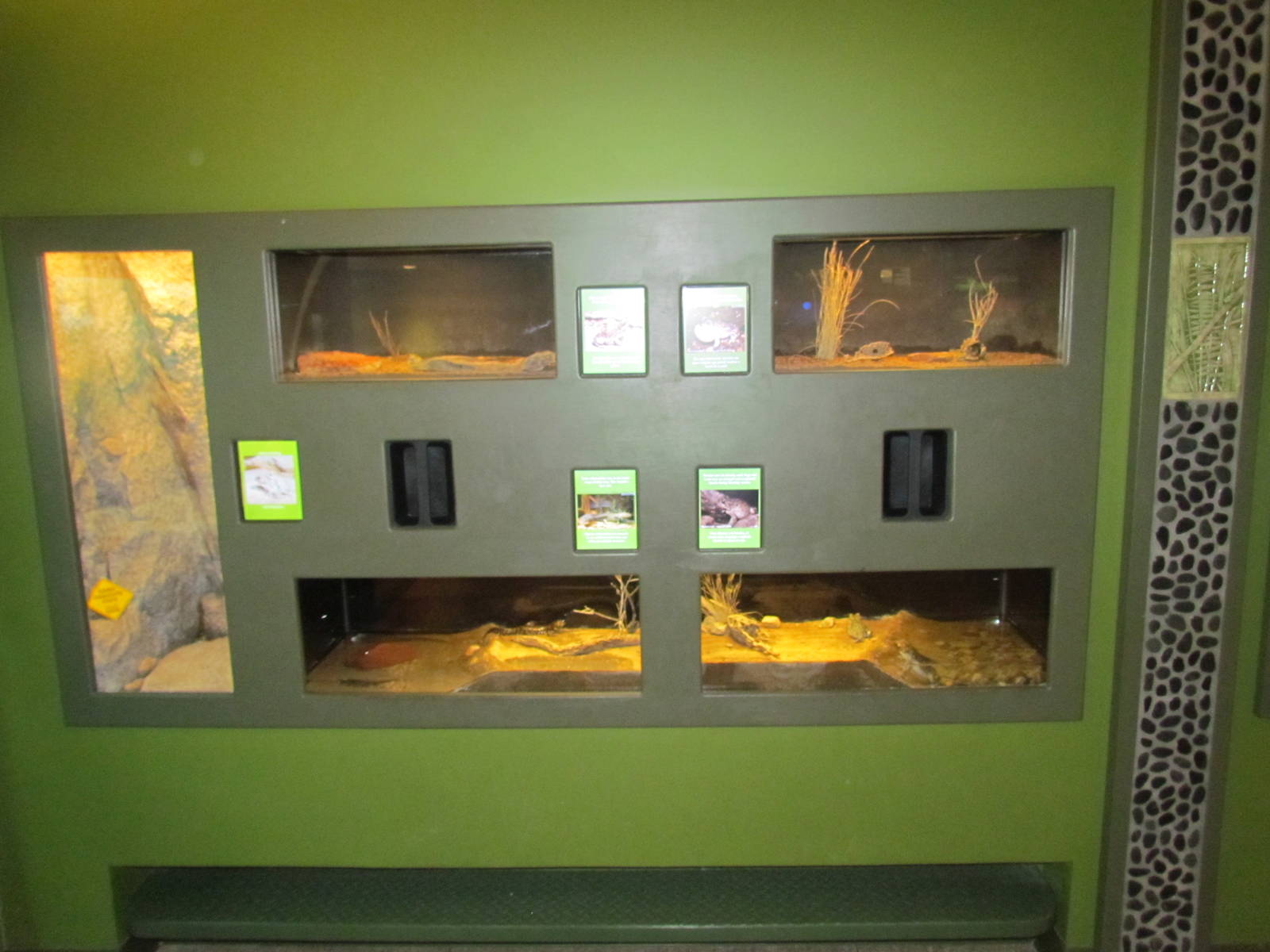 Amphibian Gallery