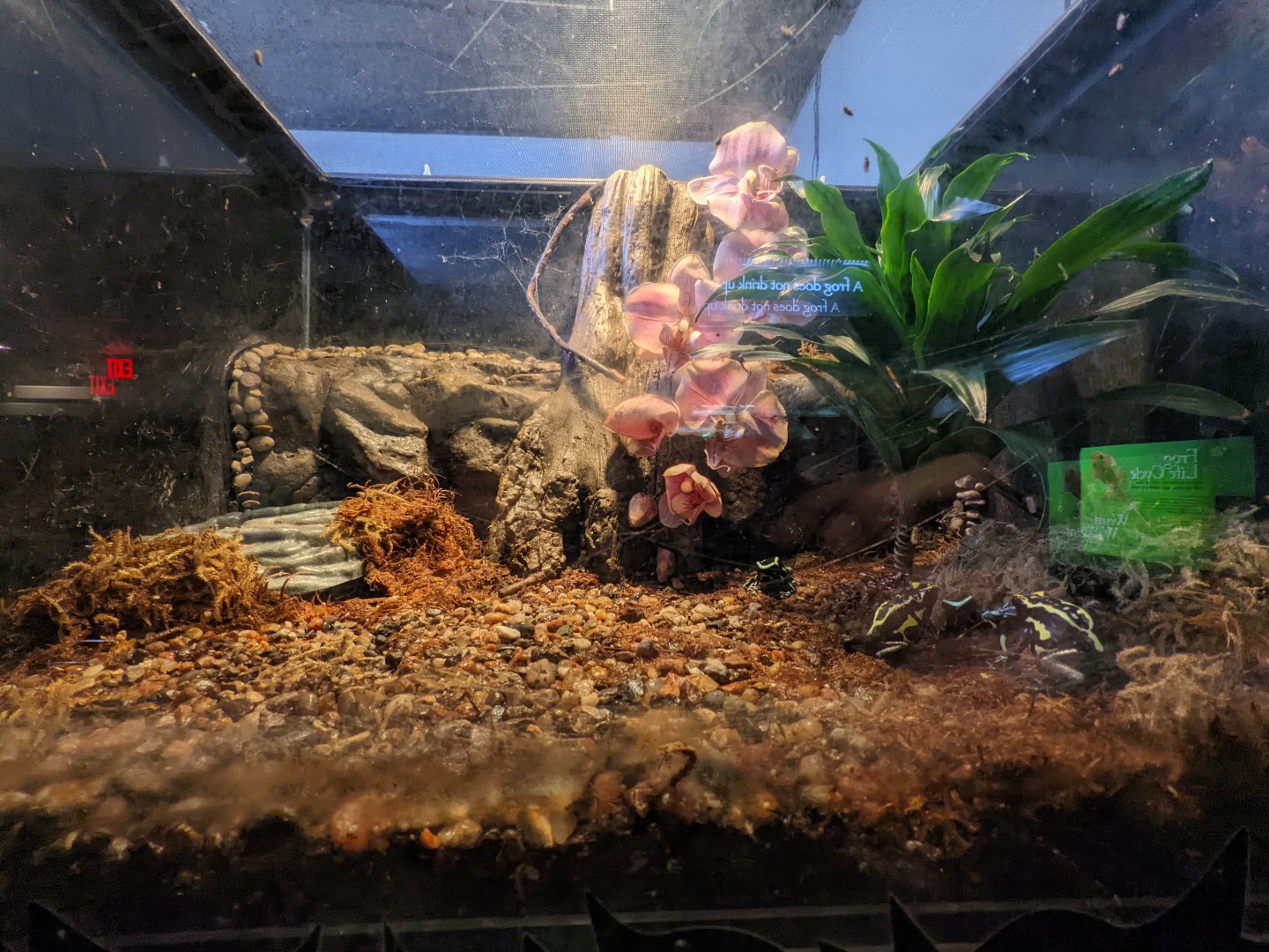 Amphibian house  - Dart frogs