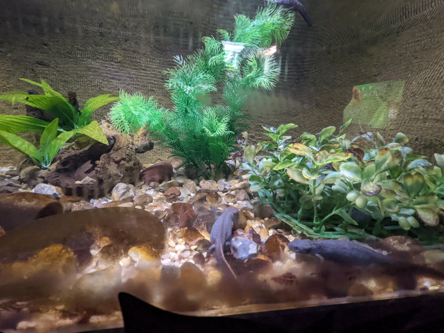 Amphibian house - Newts