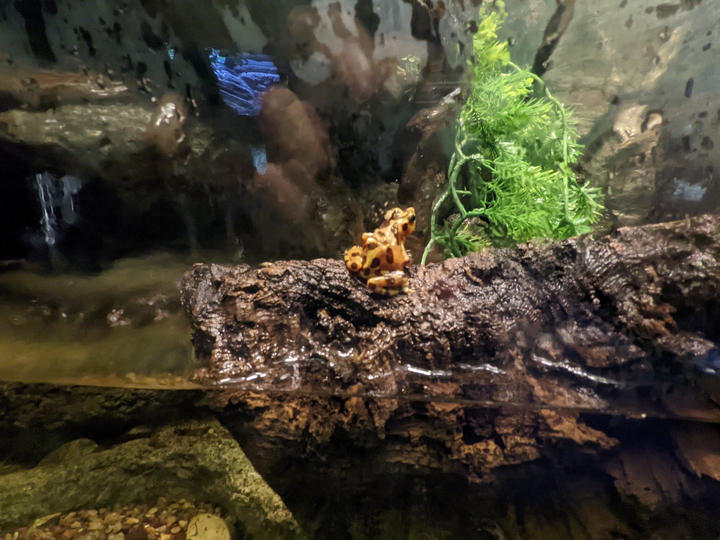 Amphibian house - Panamanian golden frog