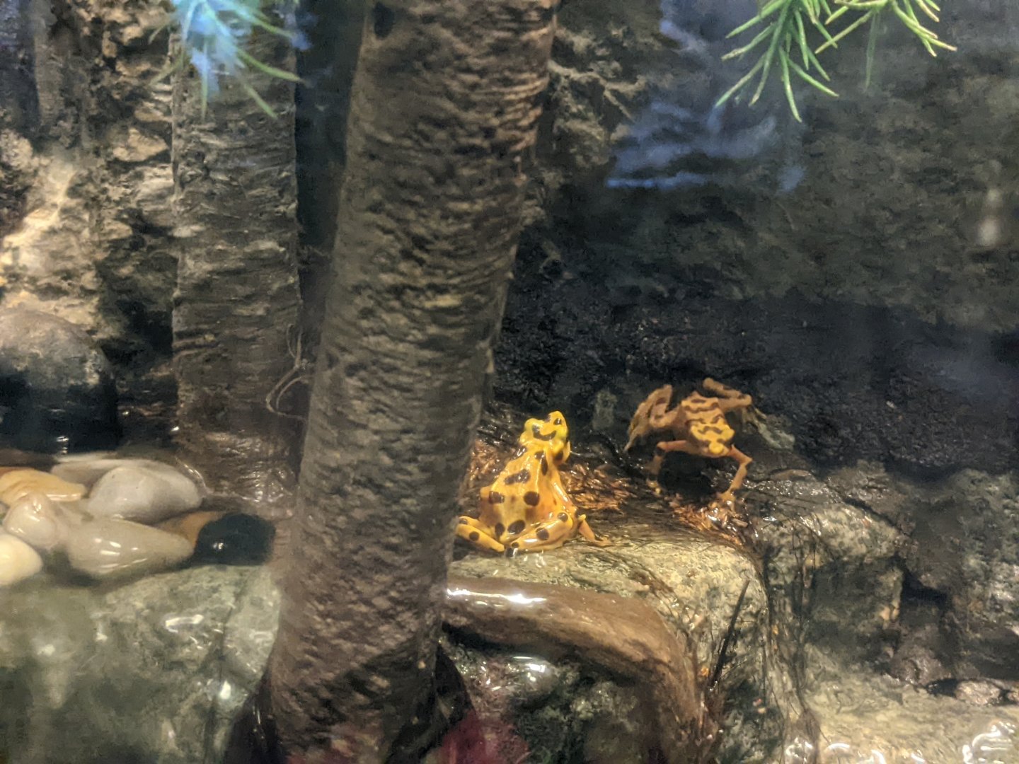 Amphibian house- Panamanian golden frog
