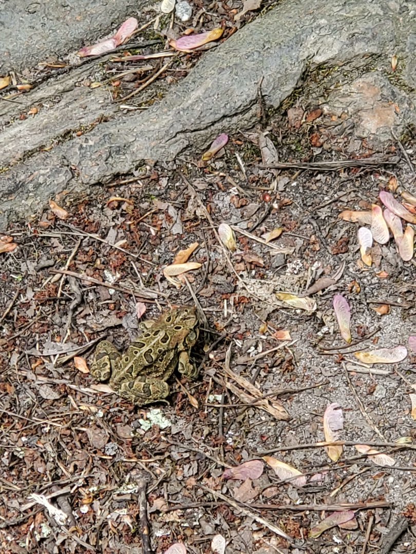 Amphibian ID (Lums Pond State Park)