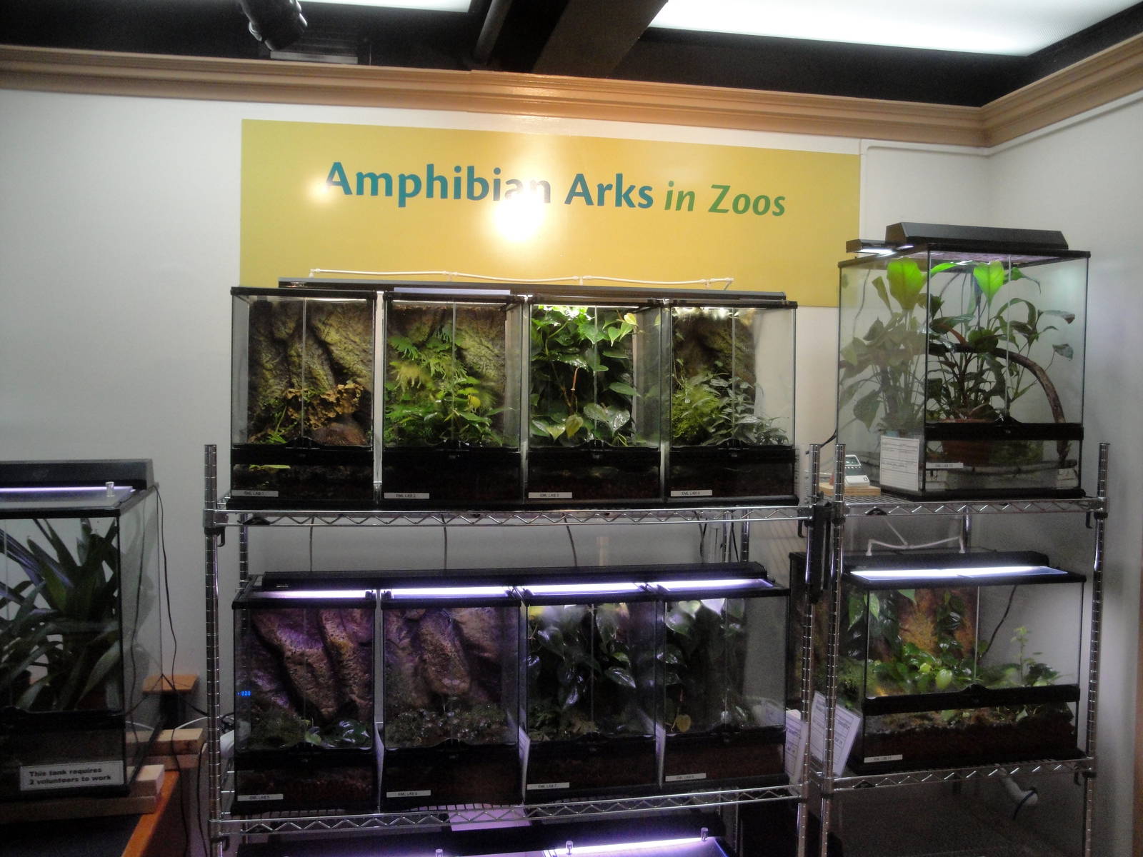 Amphibian Lab