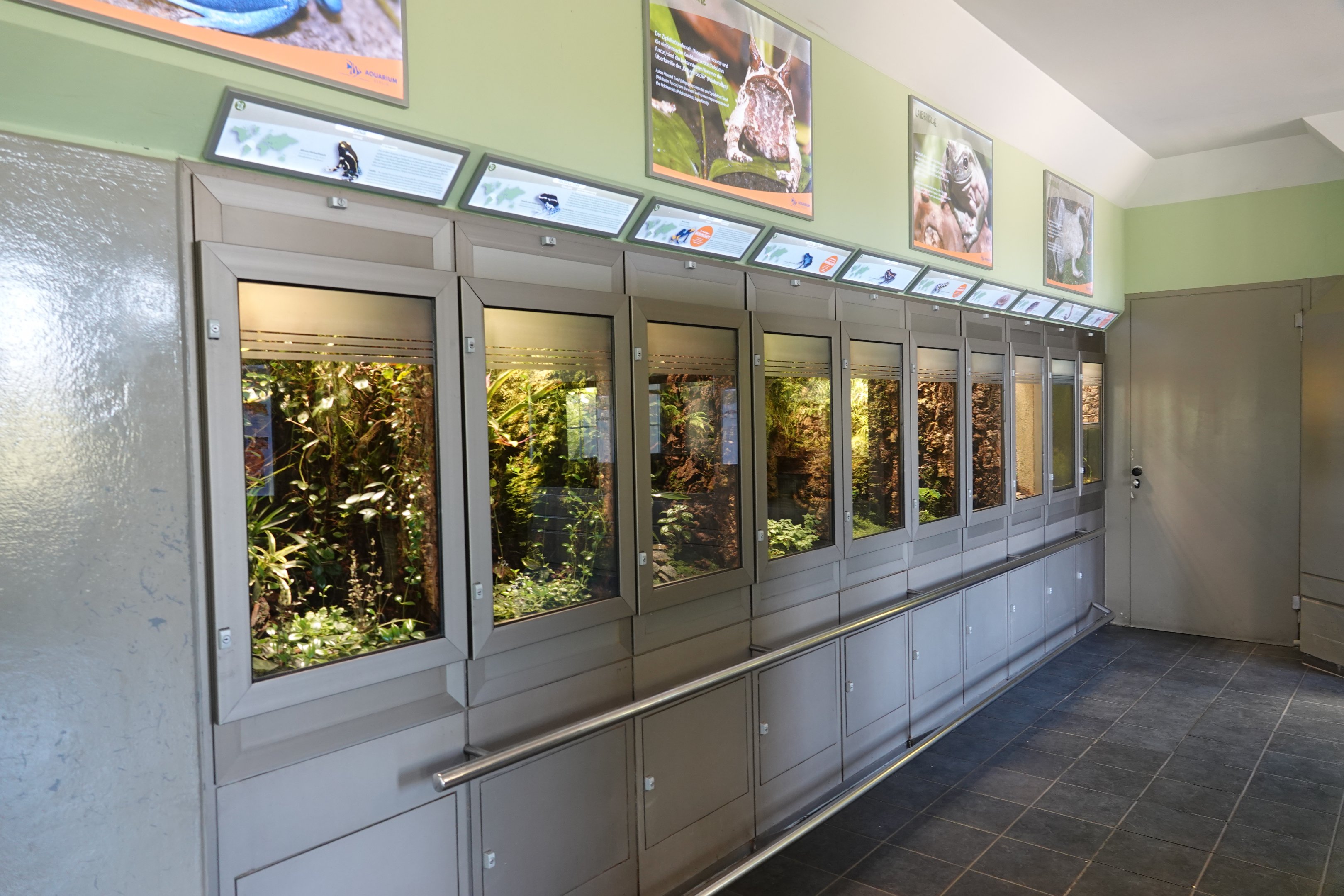 Amphibian level view