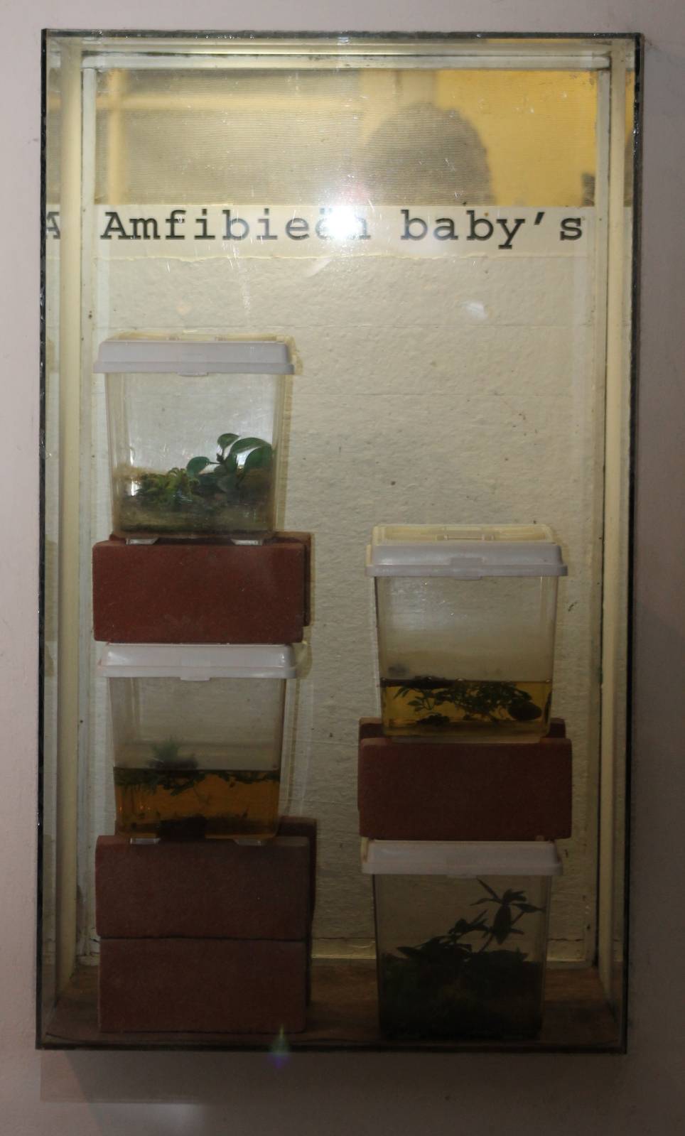 amphibian rairing enclosures