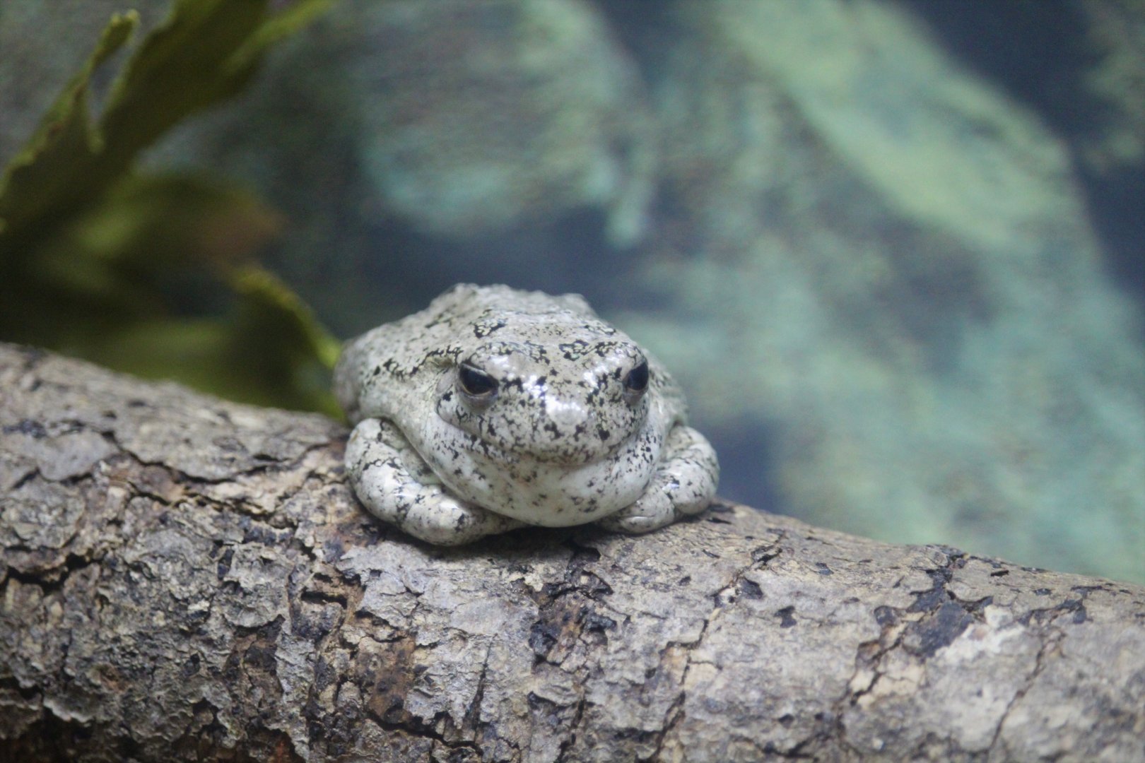 Amphibian & Reptile House - Gray Tree Frog