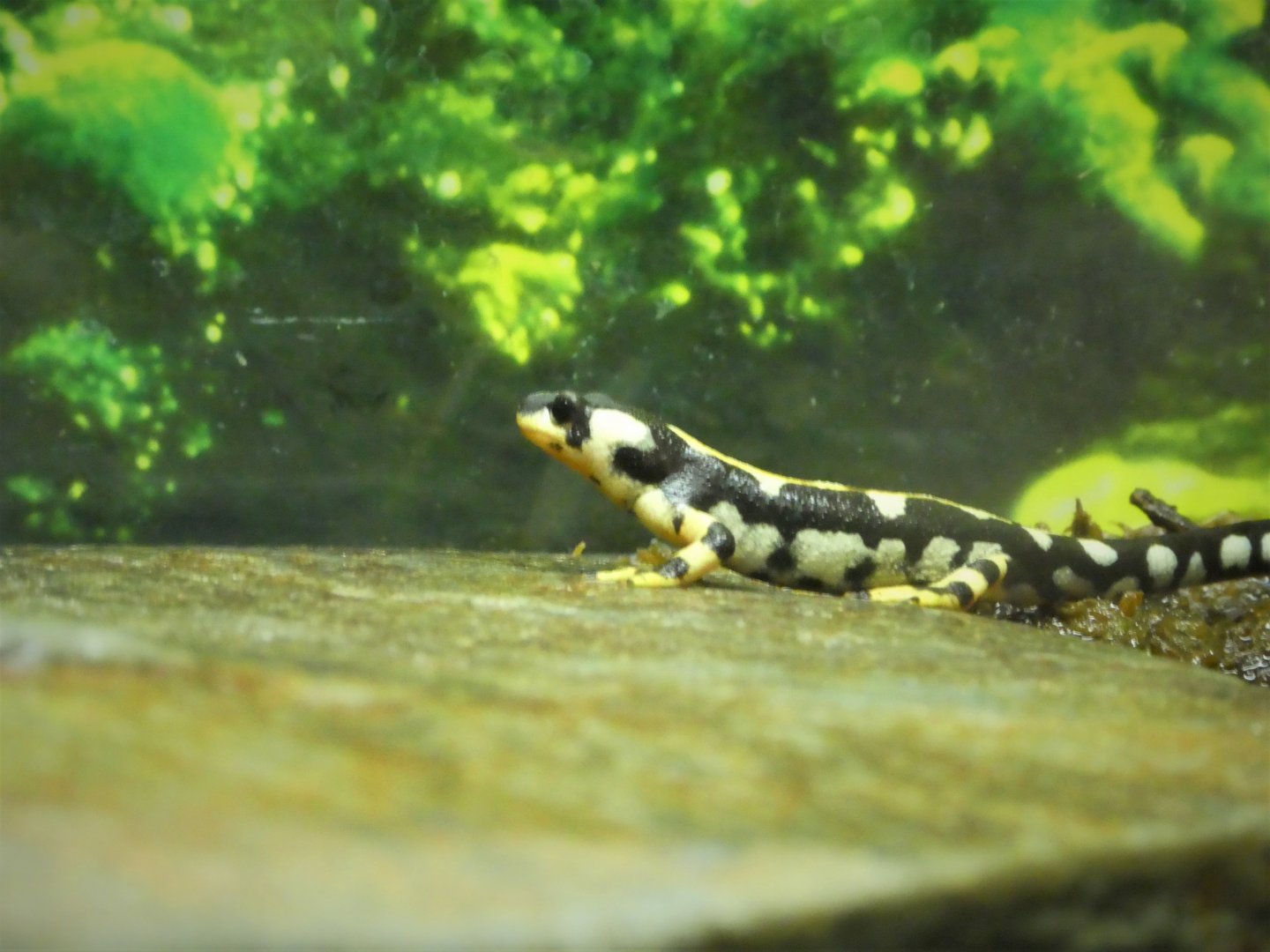 Amphibian & Reptile House - Luristan Newt