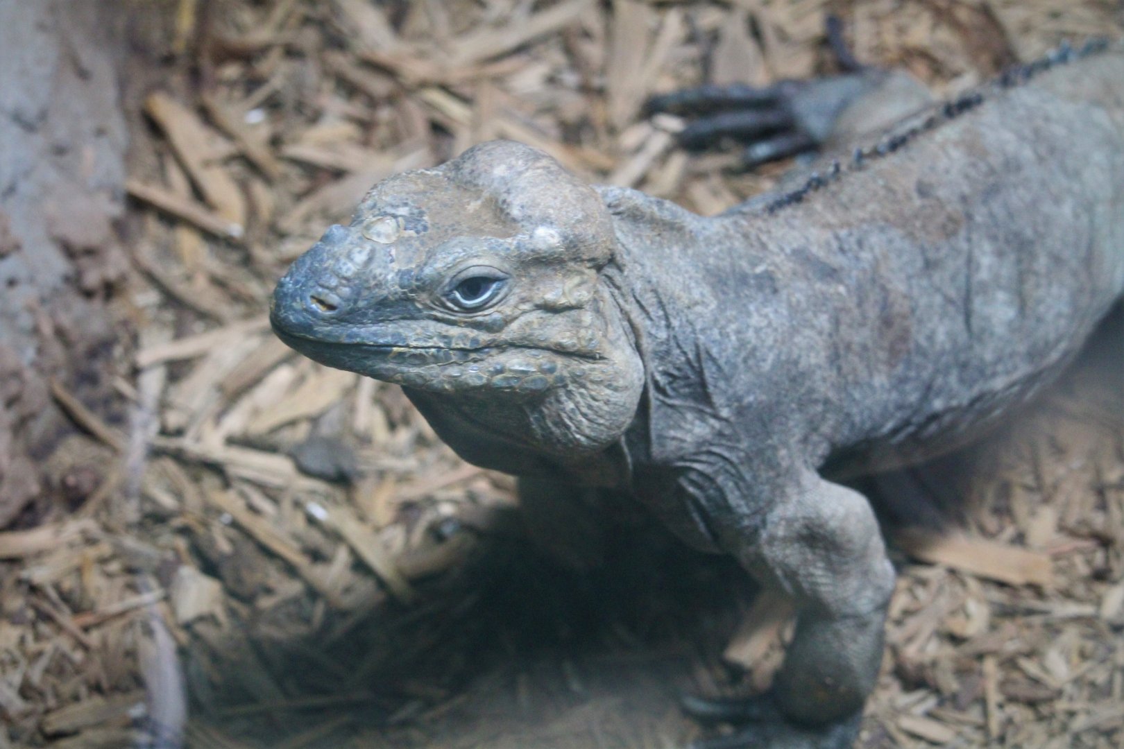 Amphibian & Reptile House - Rhinoceros Iguana