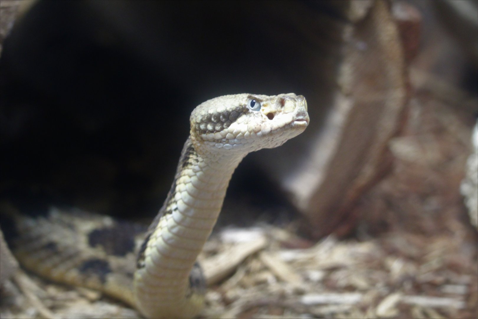 Amphibian & Reptile House - Timber Rattlesnake