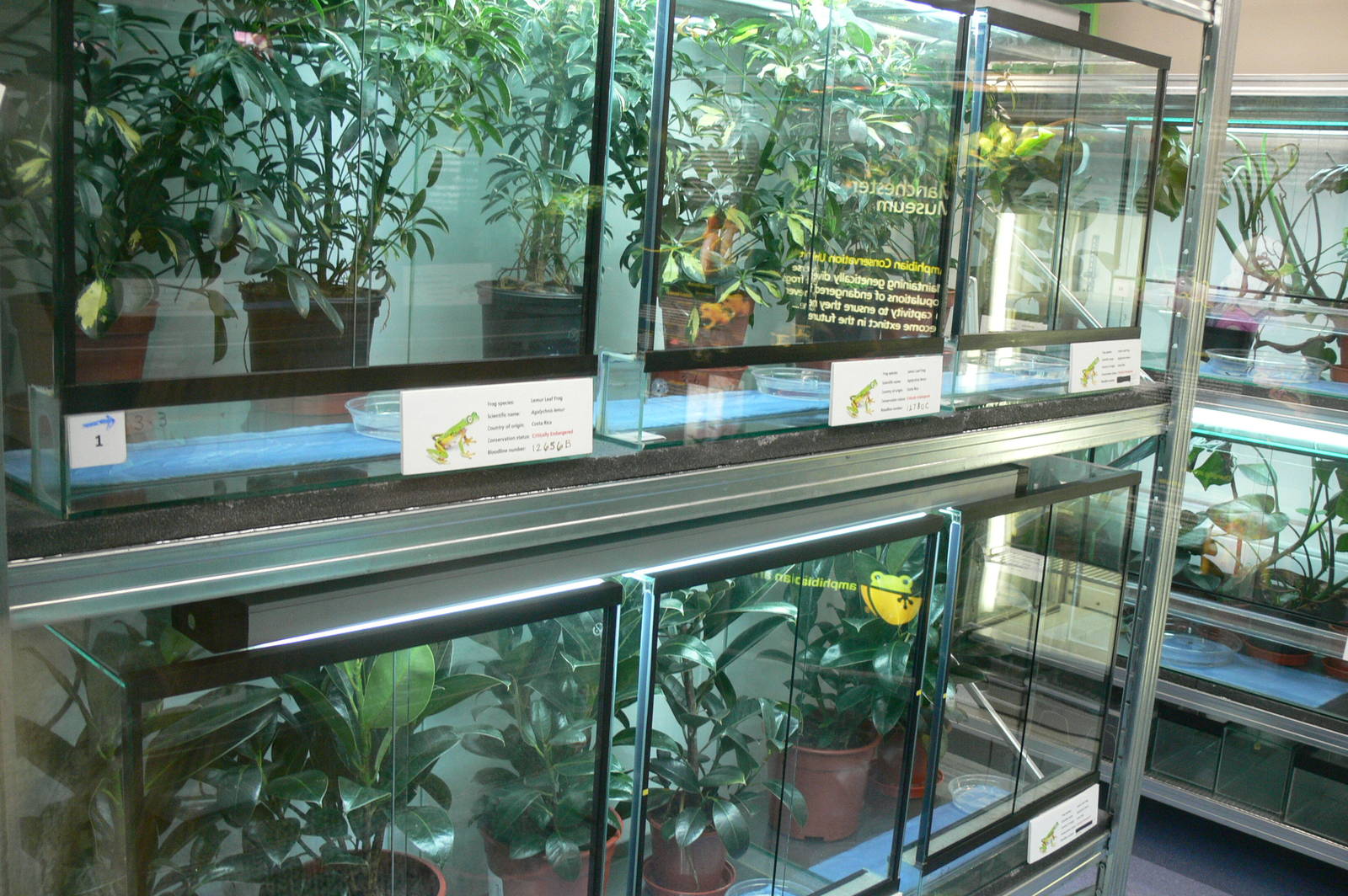 Amphibian Room at Manchester Museum, 07/01/15