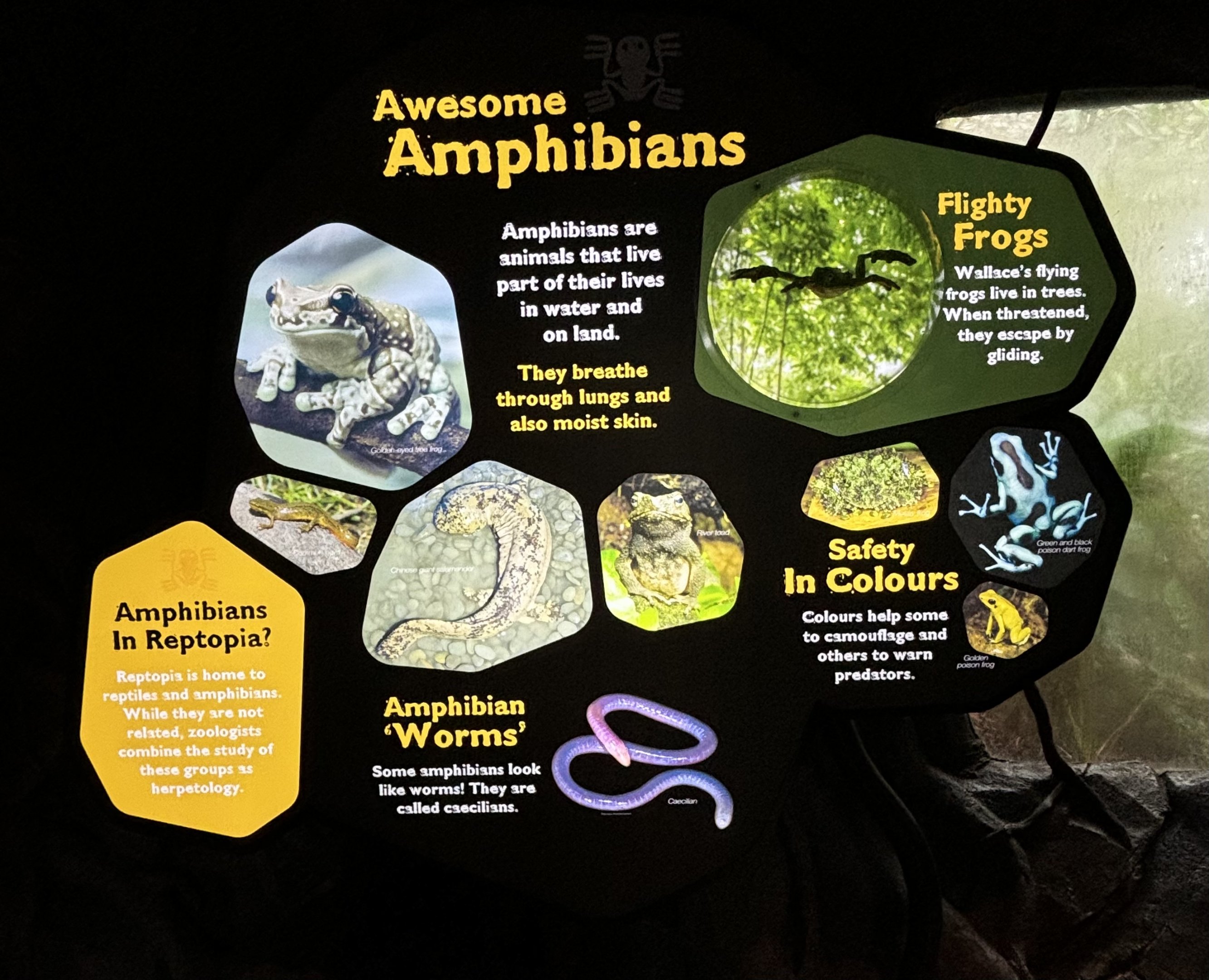 Amphibian Signs - fantastic