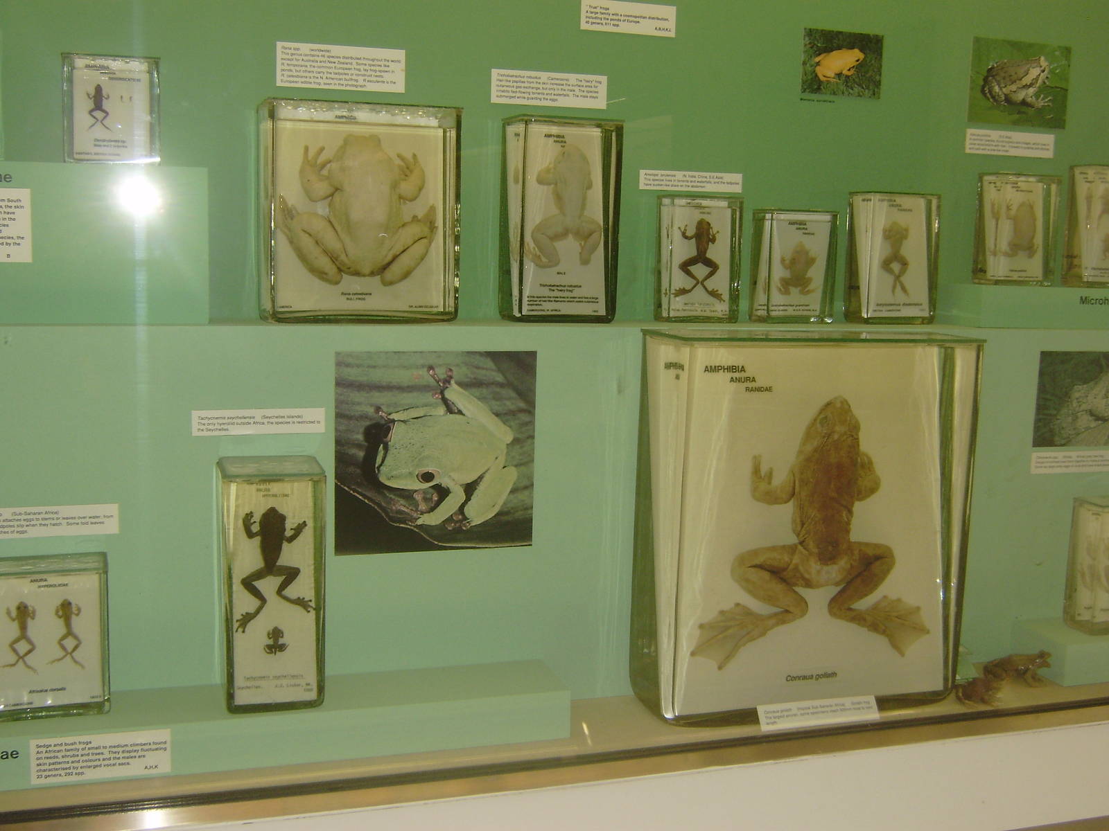 Amphibian specimens at Cambridge Natural History Museum