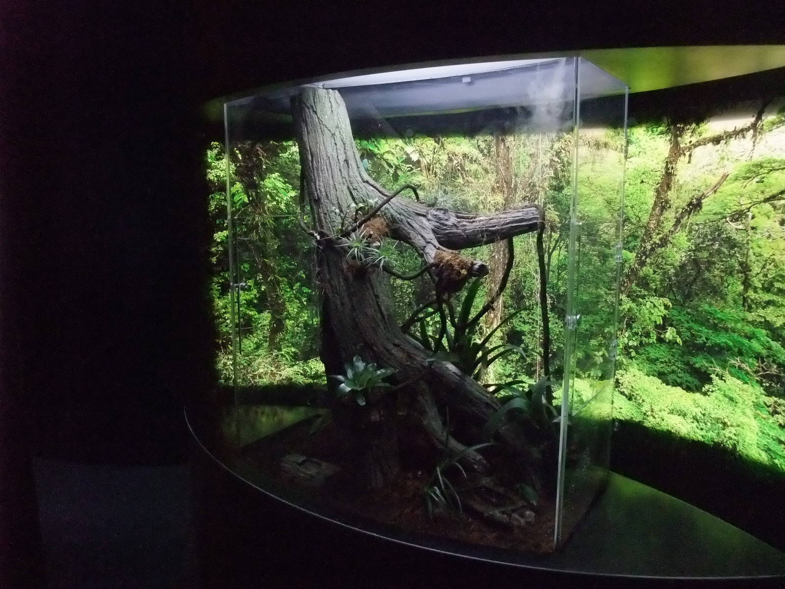 Amphibian Tanks at Lisbon Oceanarium, 25/05/11