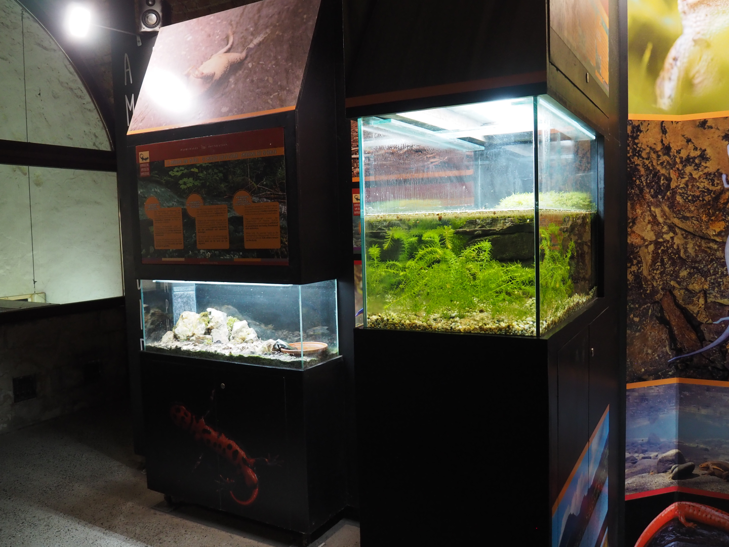 Amphibian terraria in the last room of the crypt, 2020-09-03