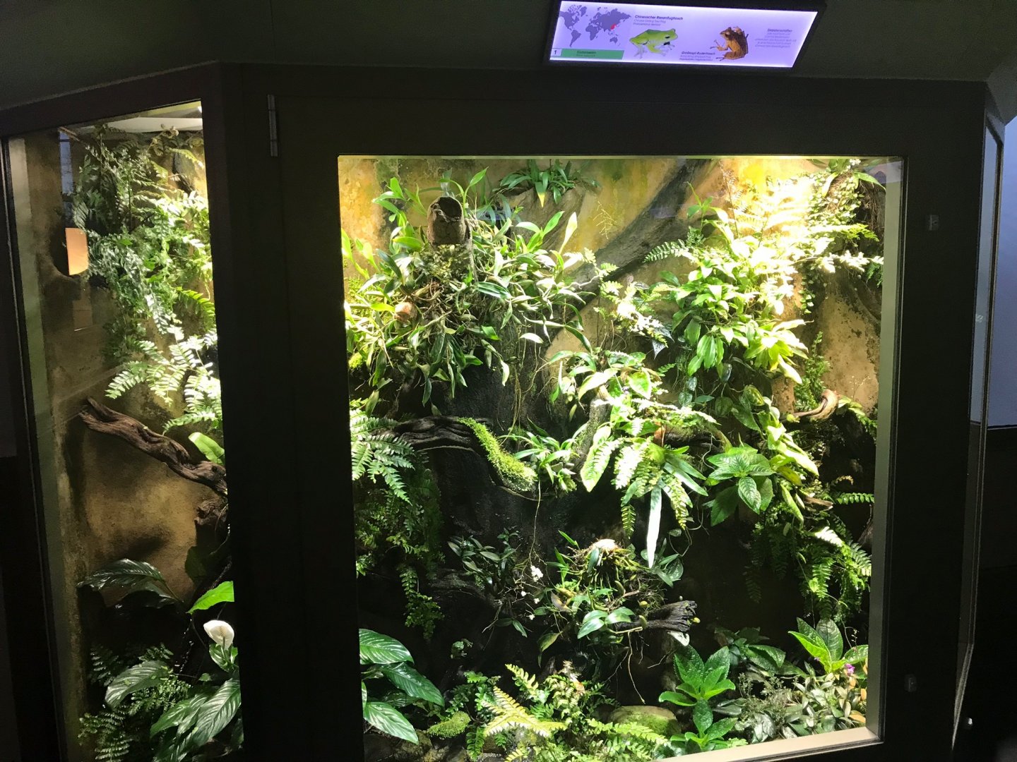 Amphibian terrarium 270118