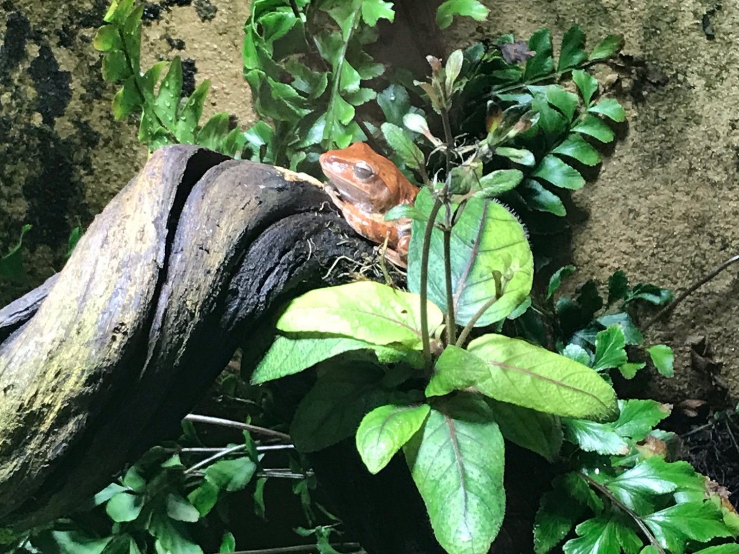 Amphibian terrarium 270118