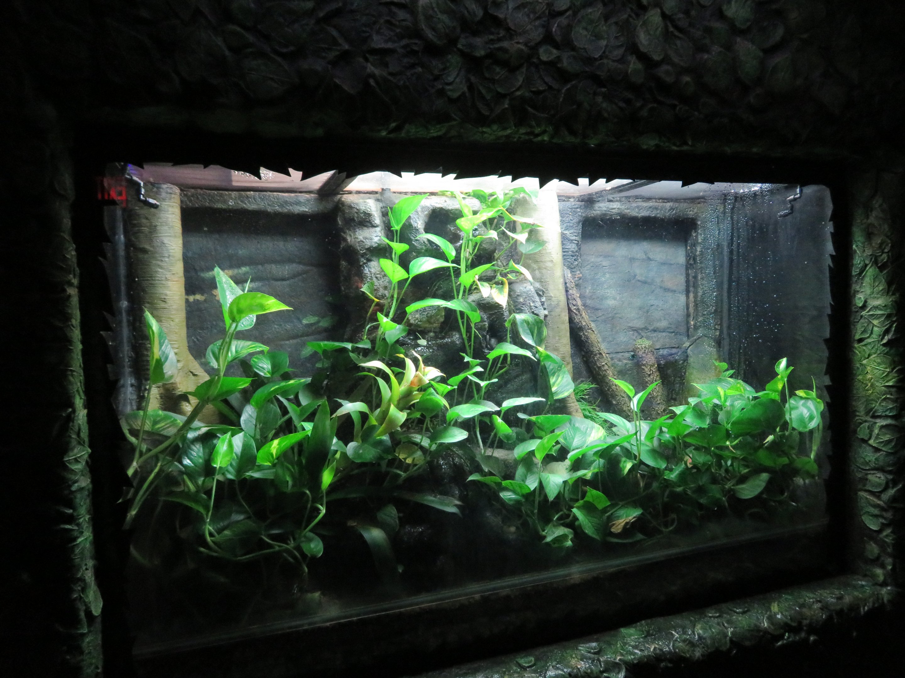 Amphibian Terrarium