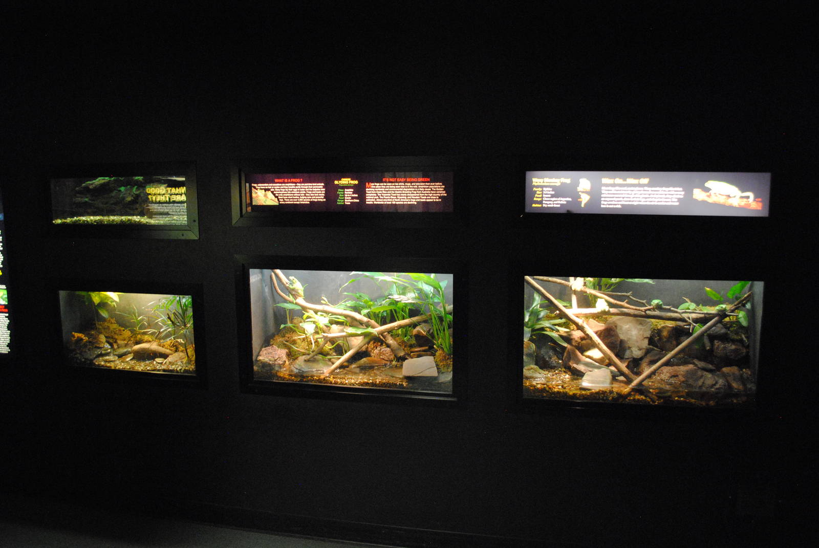 Amphibian Terrariums (Main Gallery)