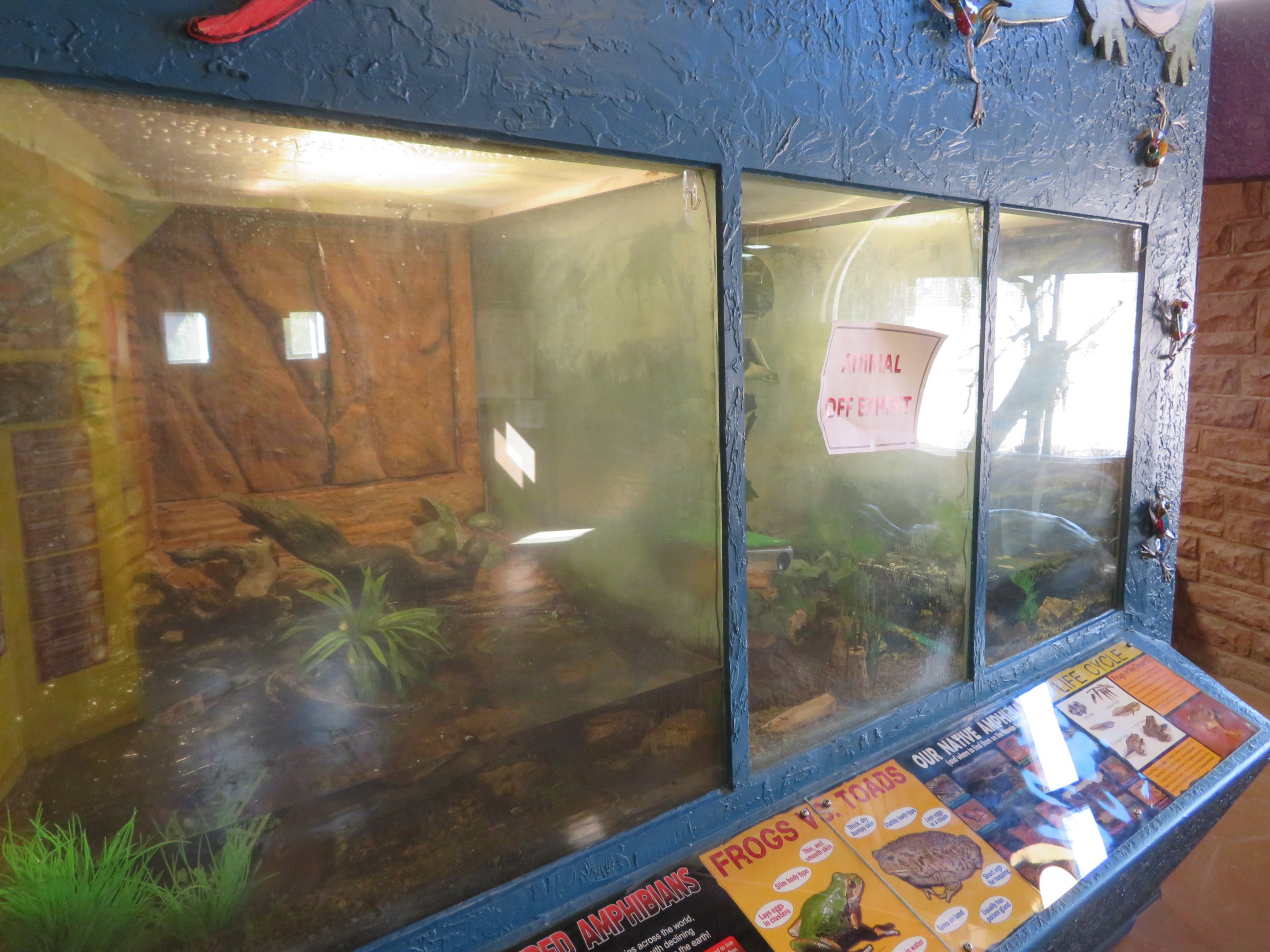 Amphibian Terrariums