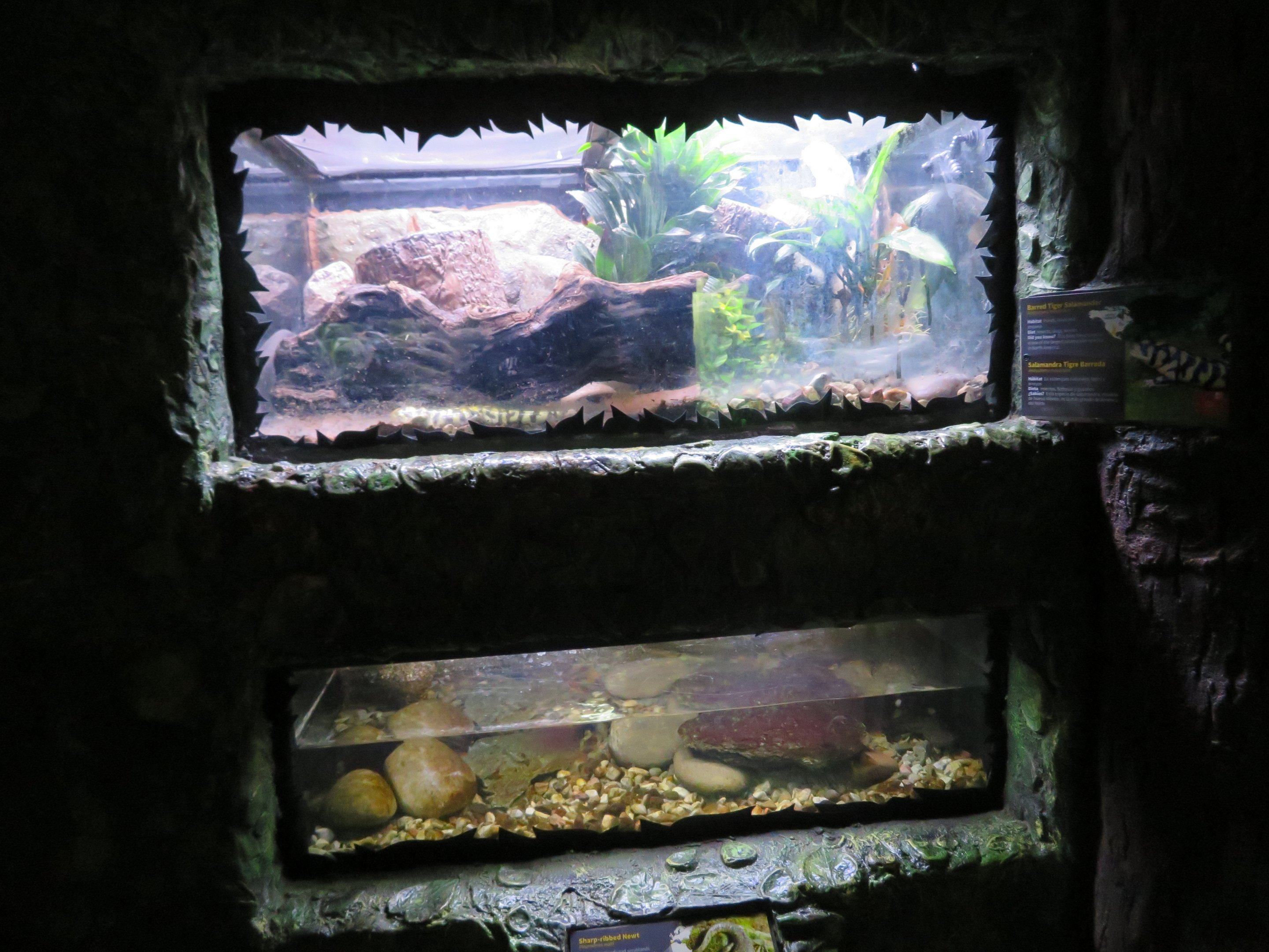 Amphibian Terrariums