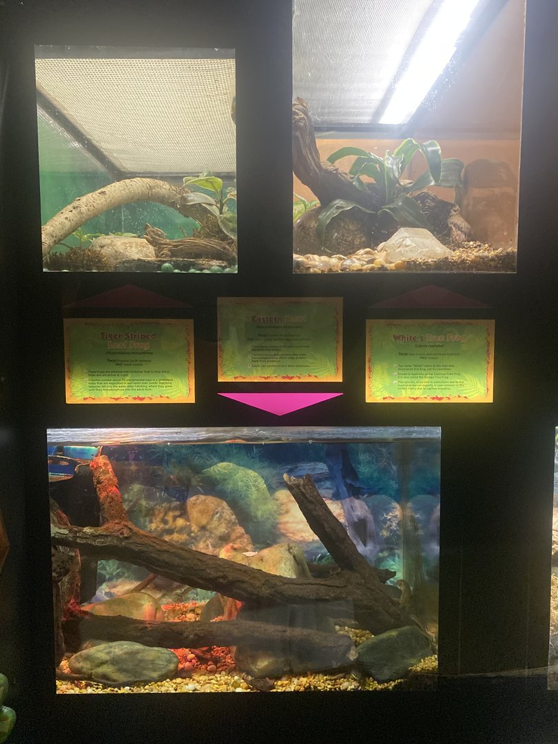 Amphibian Terrariums