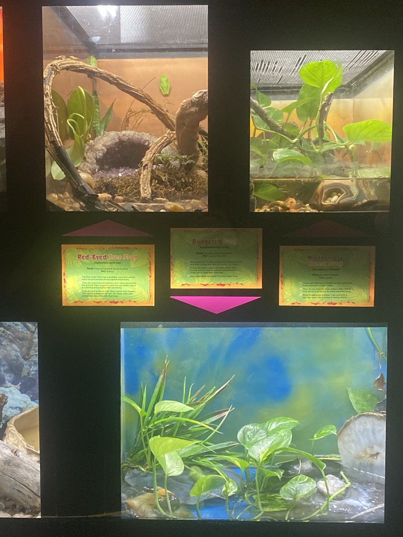 Amphibian Terrariums