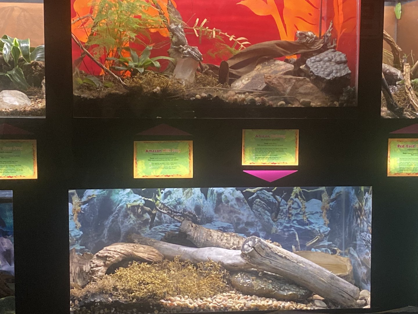 Amphibian Terrariums