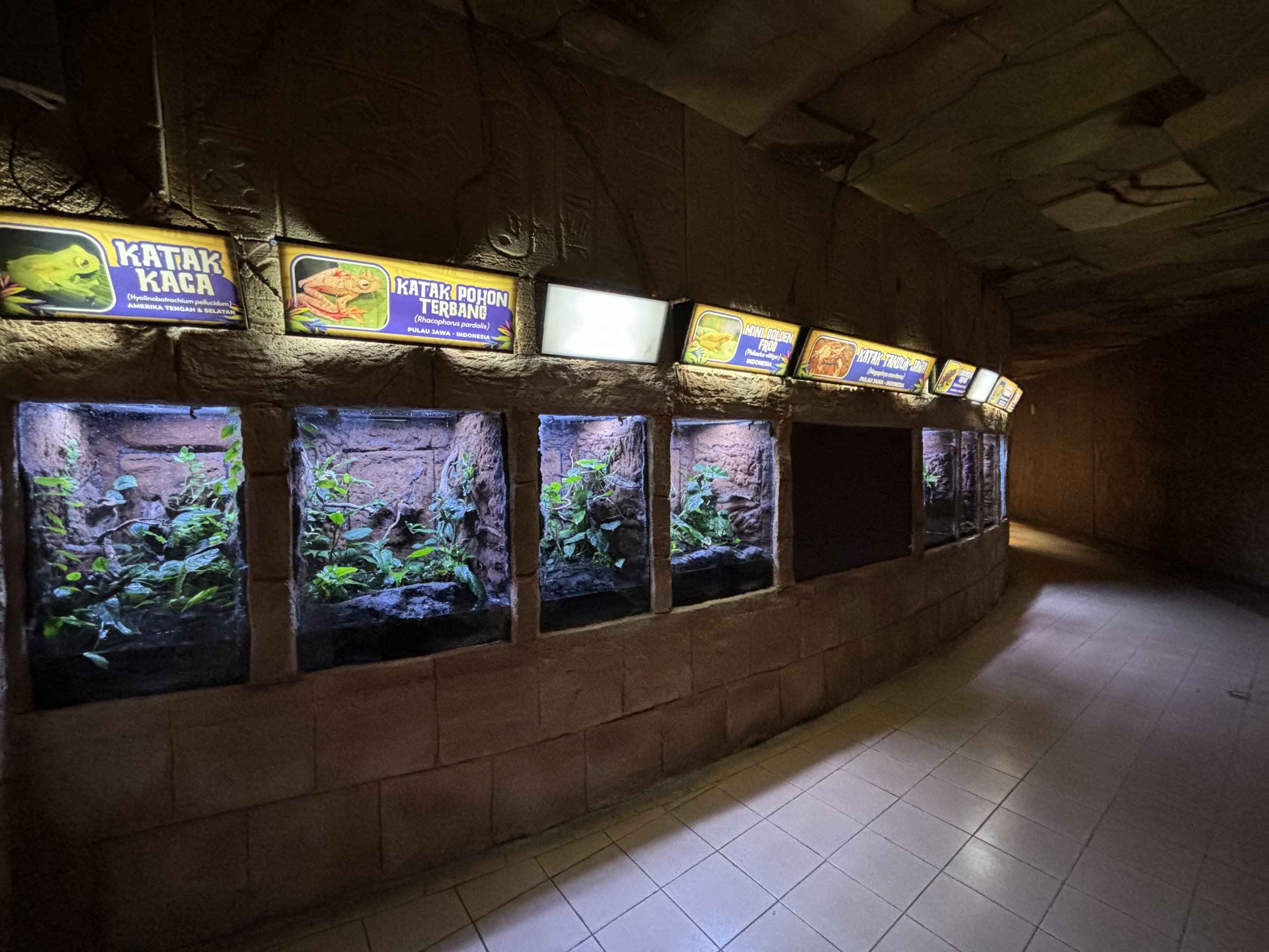 Amphibian Terrariums