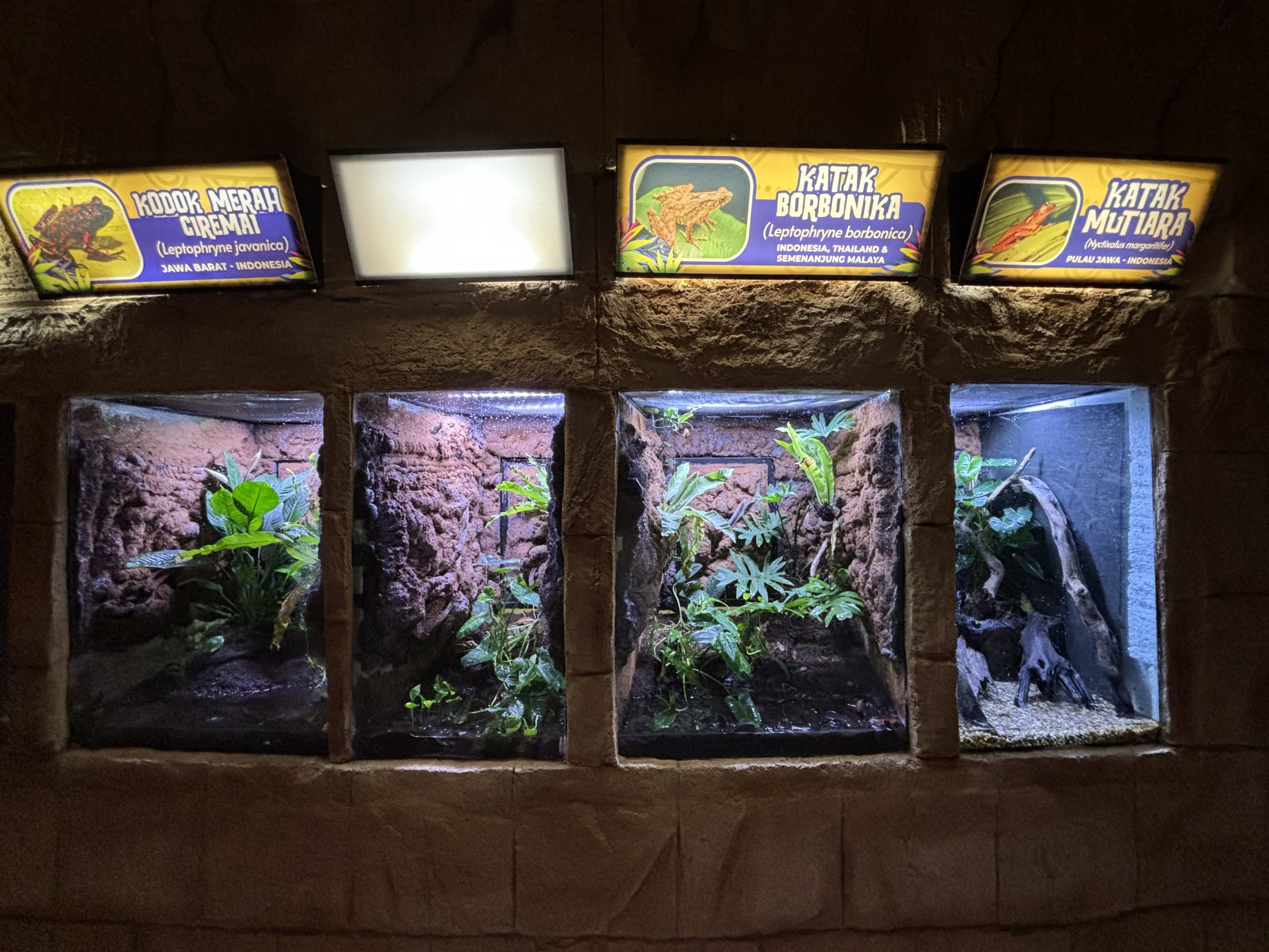 Amphibian Terrariums