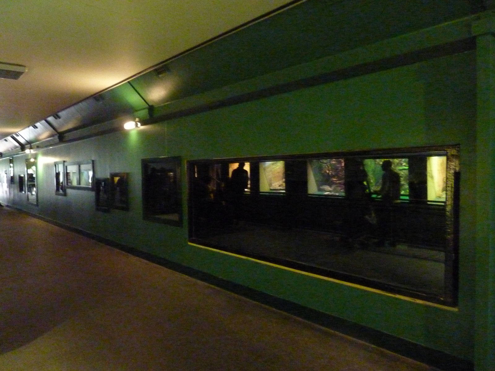 Amphibian vivaria, 30th September 2012.