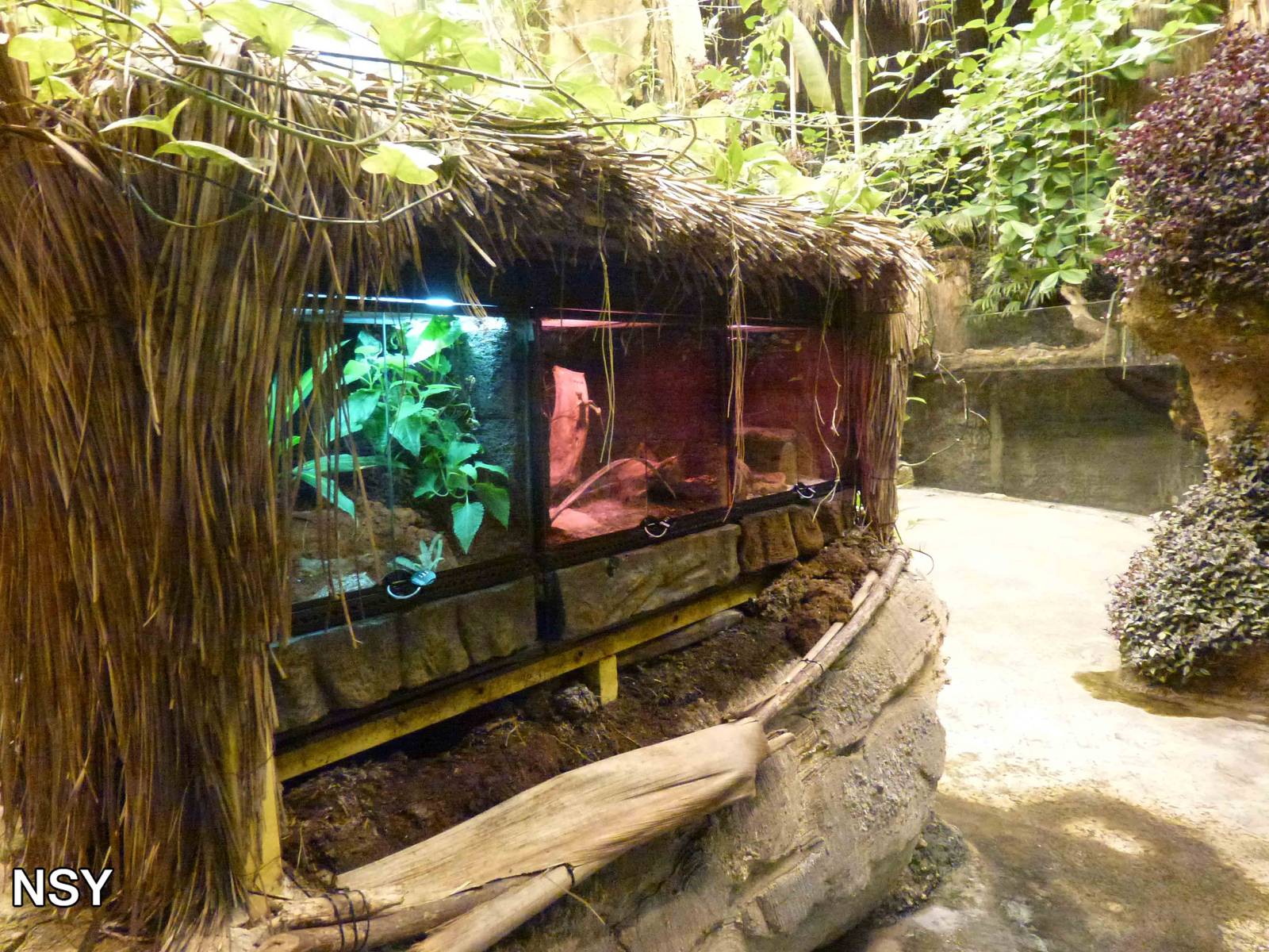 Amphibian vivaria, June 2013.