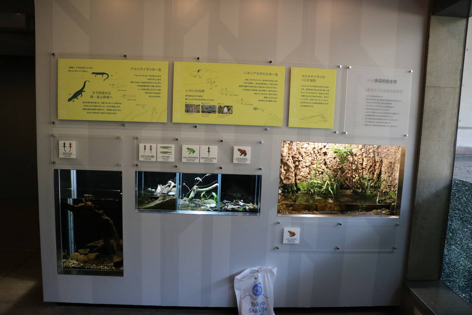 Amphibian vivaria - Tokyo Sea Life Park, February 2016