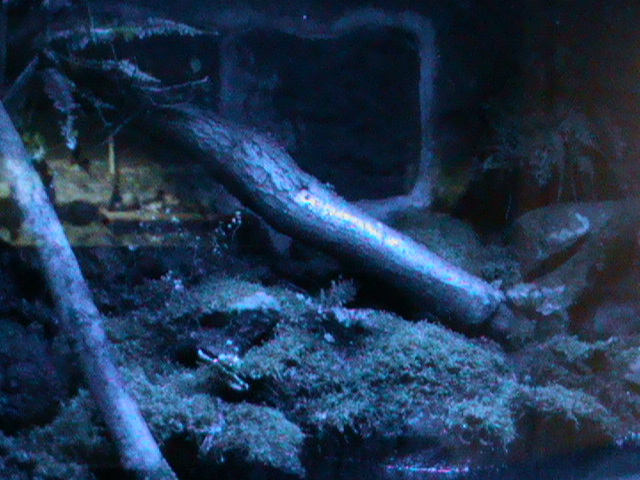 Amphibian vivarium 061110