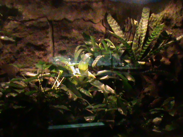 Amphibian vivarium 061110
