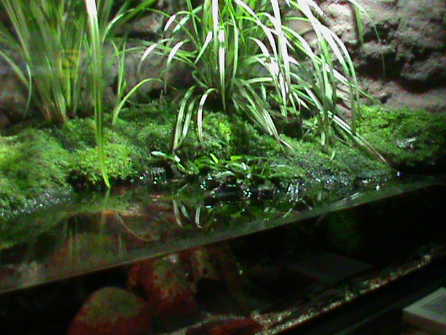 Amphibian vivarium 061110