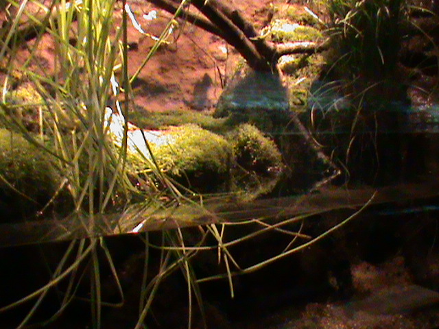 Amphibian vivarium 061110