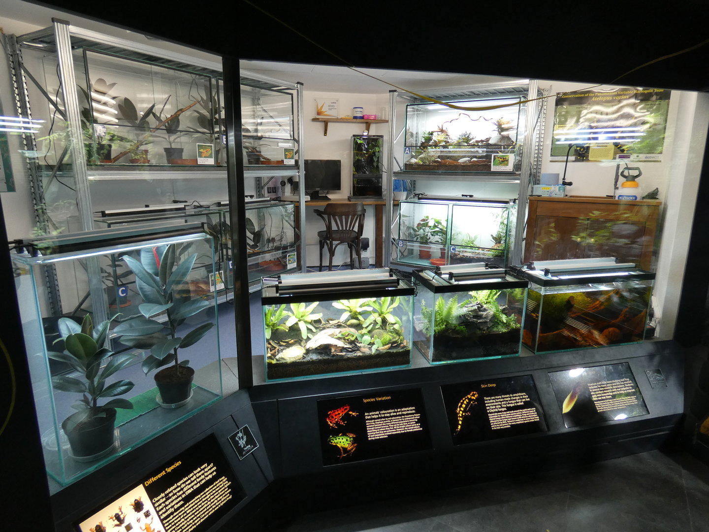 Amphibian vivarium display