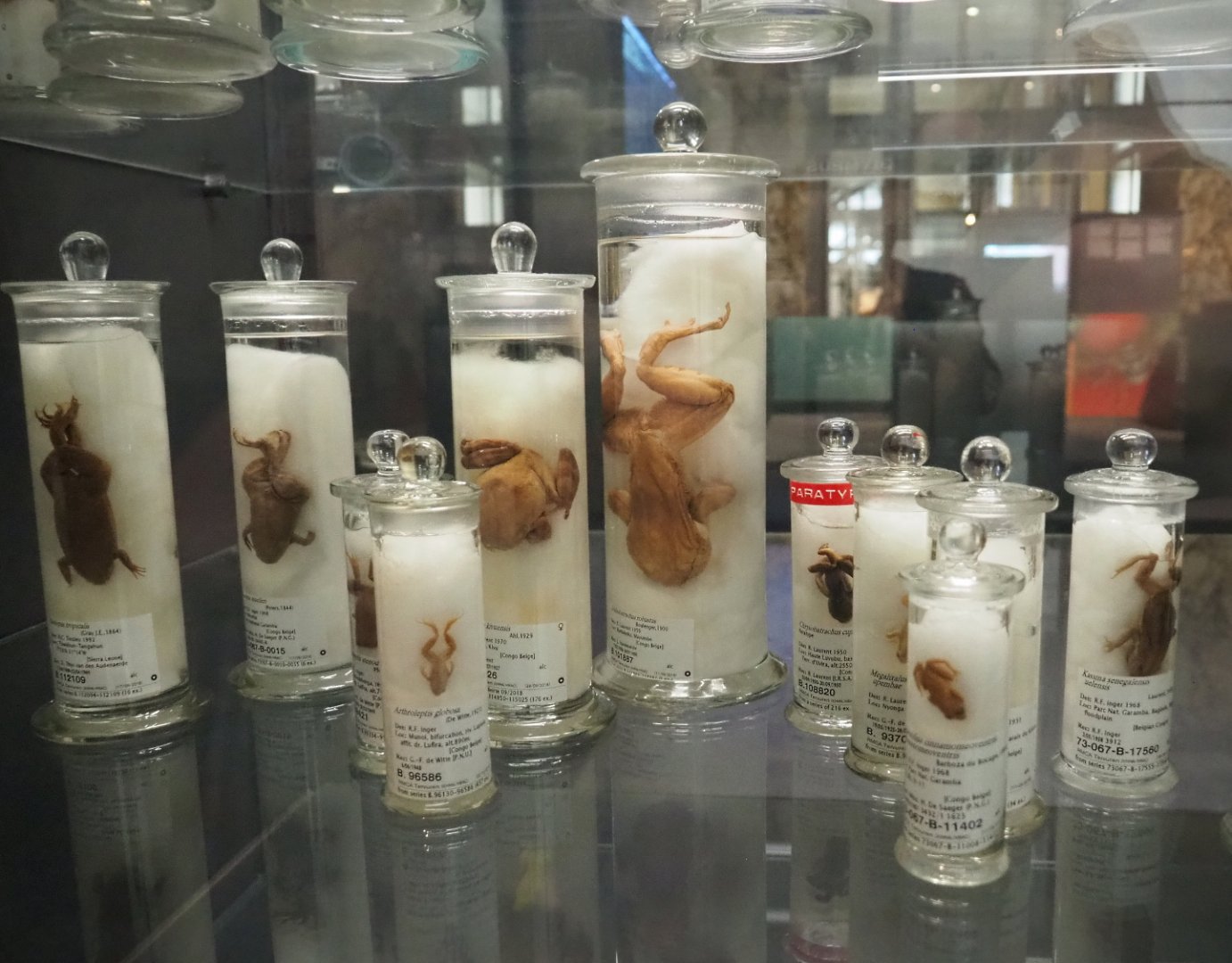 Amphibian wet specimens in the Taxolab, 2021-10-20