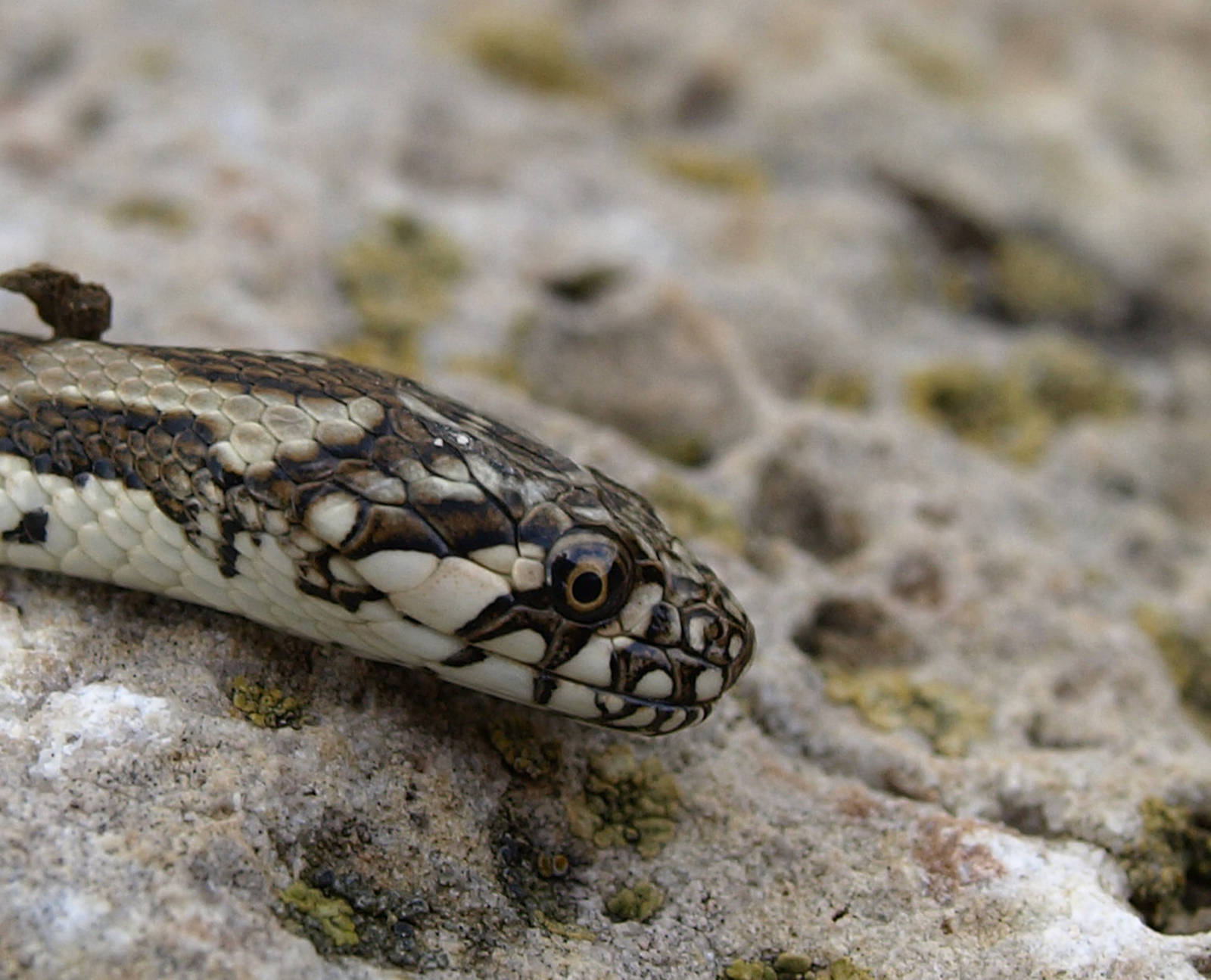 Amphibians and reptiles