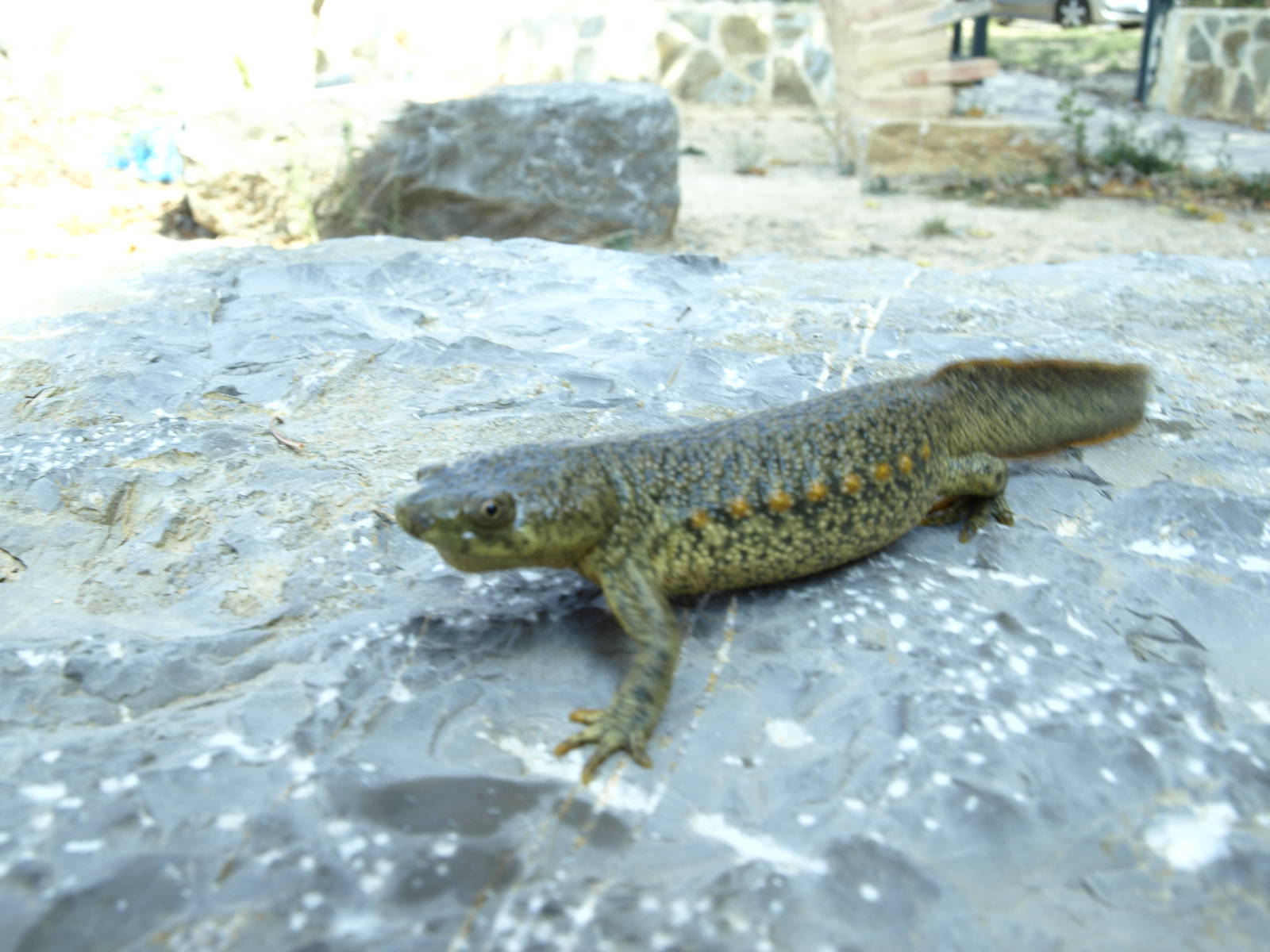 Amphibians and reptiles