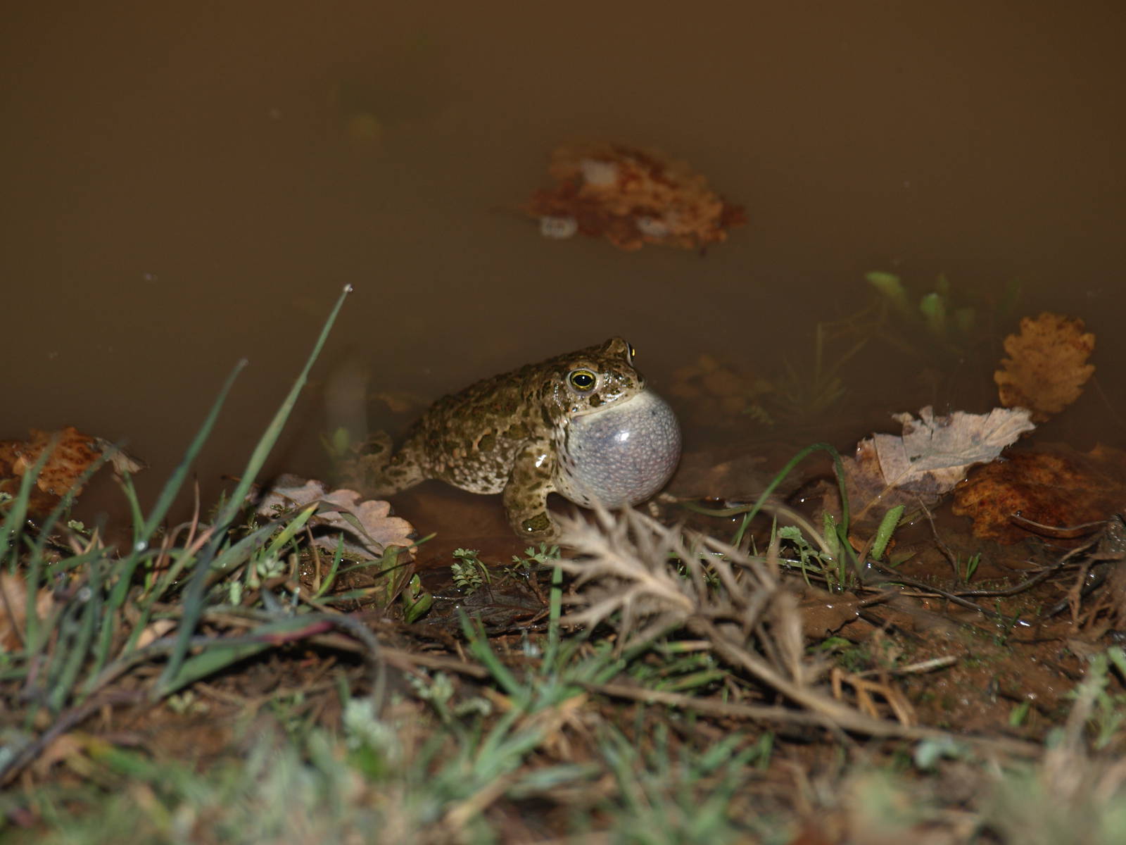 Amphibians and reptiles