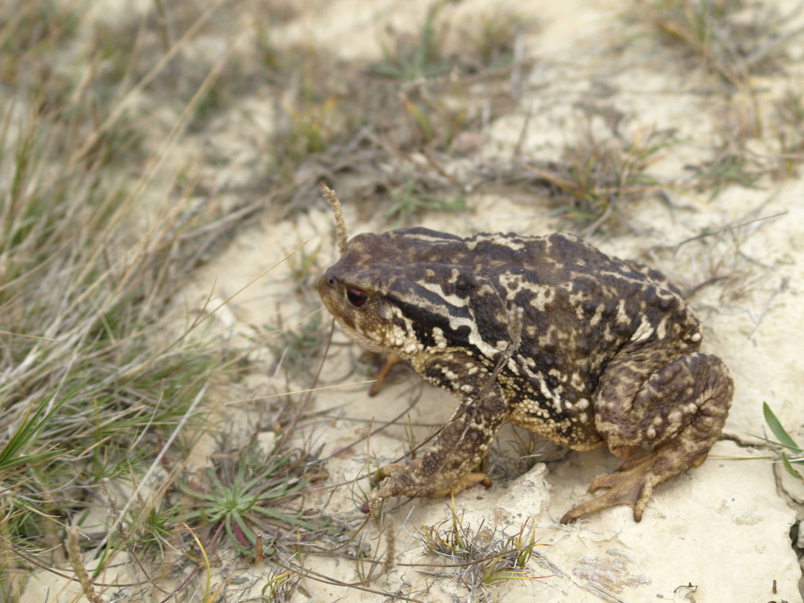 Amphibians and reptiles